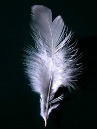 White Feather of Cowardice